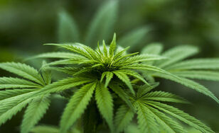 Leipziger Stadtrat will Cannabis legalisieren.